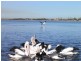 1/37 Reddall Parade, Lake Illawarra NSW 2528
