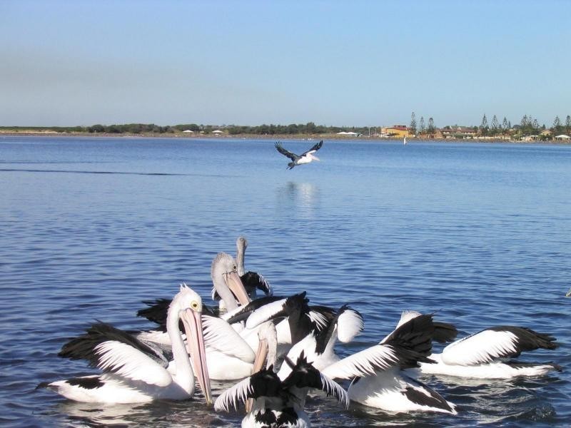 1/37 Reddall Parade, Lake Illawarra NSW 2528