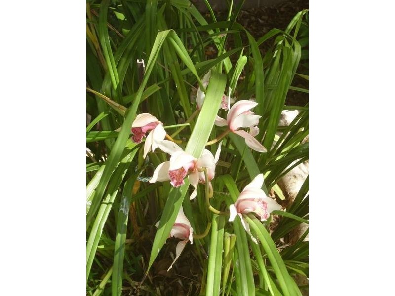 East Maitland NSW 2323