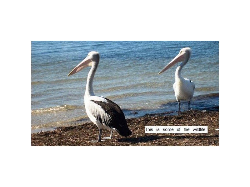 Lemon Tree Passage NSW 2319