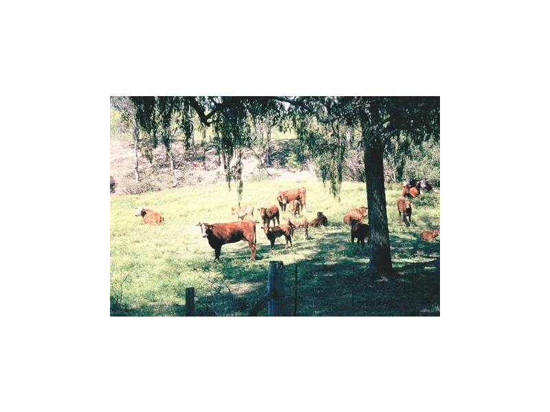 Dunns Creek Road, Paterson NSW 2421