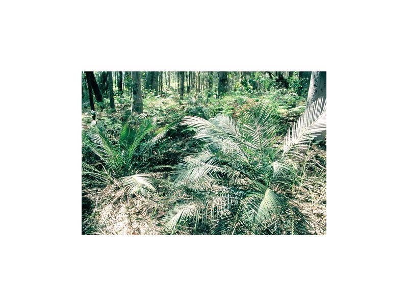 Dunns Creek Road, Paterson NSW 2421