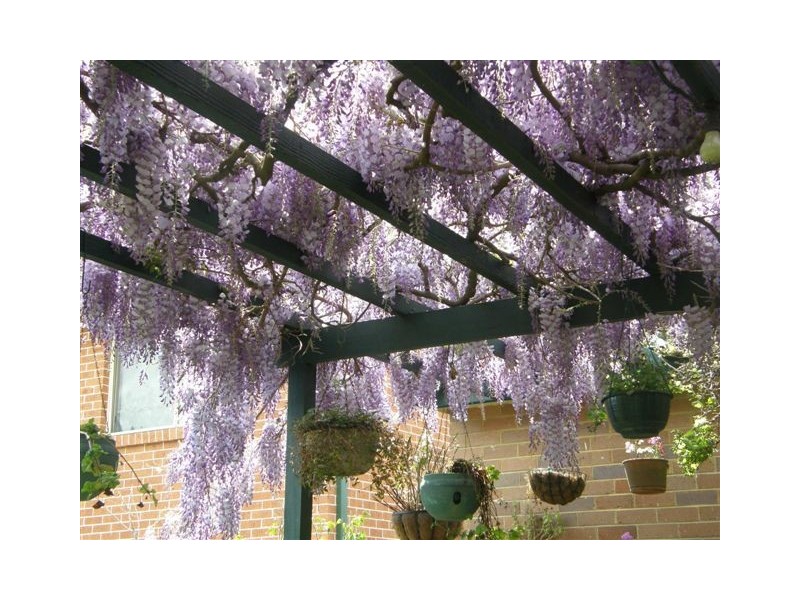 West Pennant Hills NSW 2125