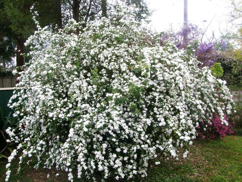 West Pennant Hills NSW 2125