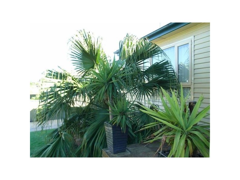 51 Abbott Rd, Seven Hills NSW 2147