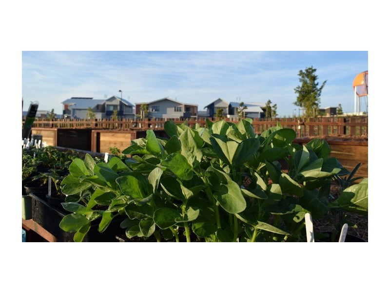 Lot 1247 Pearl Crescent, Caloundra West QLD 4551