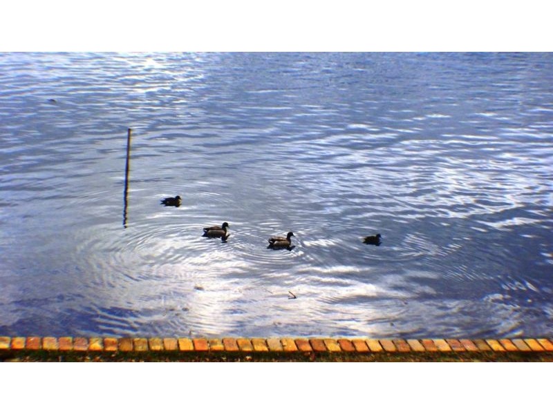 115 Steyne Rd, Saratoga NSW 2251