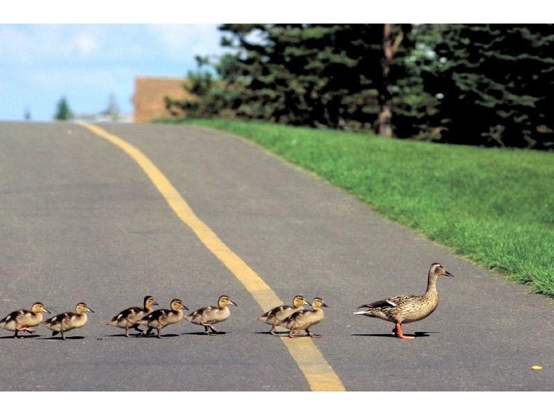 6.63 Davis Ave, Davistown NSW 2251