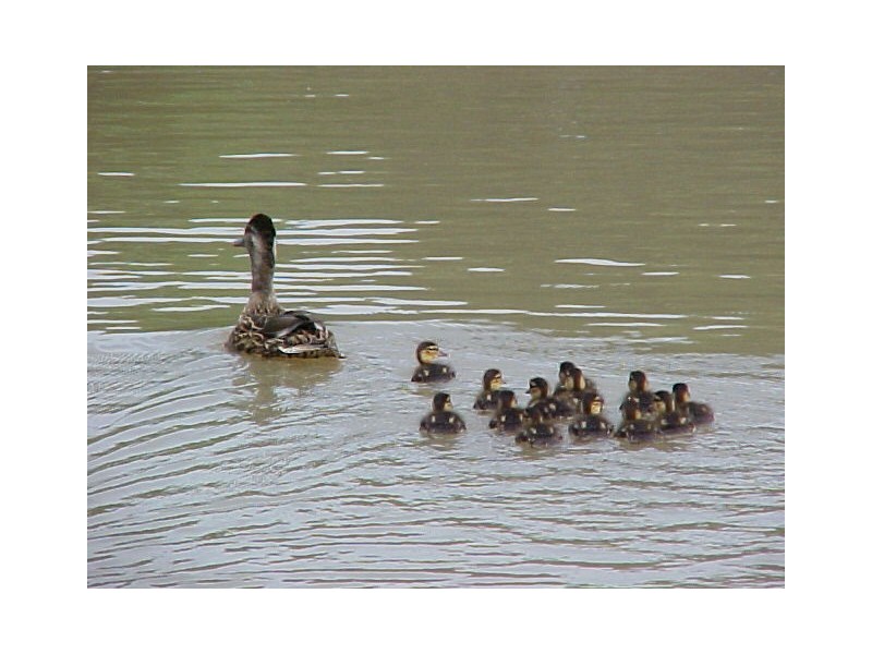 52 Mirreen Ave, Davistown NSW 2251