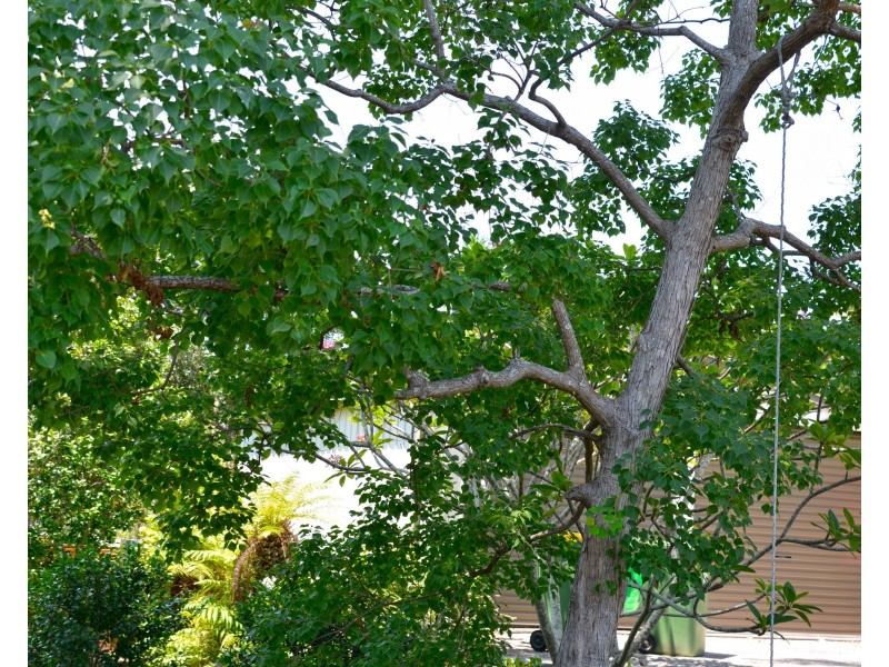 17 Morrison St, Saratoga NSW 2251