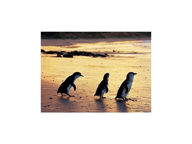 Lot 29 Justice Road Farm, Cowes VIC 3922