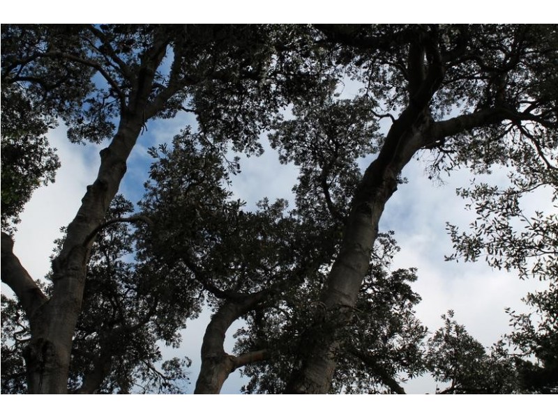 12 Silverleaves Avenue, Silverleaves VIC 3922