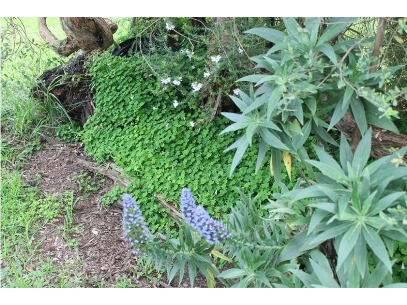 12 Silverleaves Avenue, Silverleaves VIC 3922