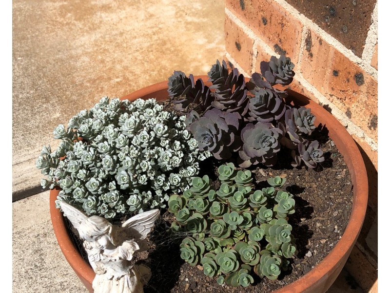 49 BIGGERA STREET, Braemar NSW 2575