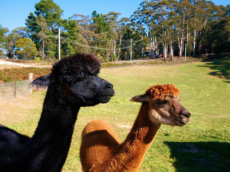 165 Shipley Road, Blackheath NSW 2785