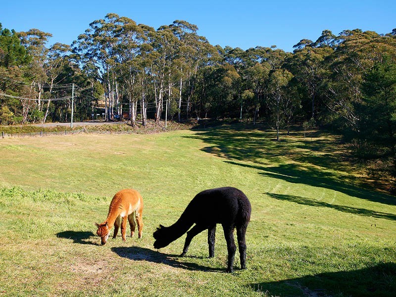 165 Shipley Road, Blackheath NSW 2785