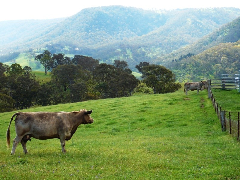 1728 Gangbenang Road, Little Hartley NSW 2790