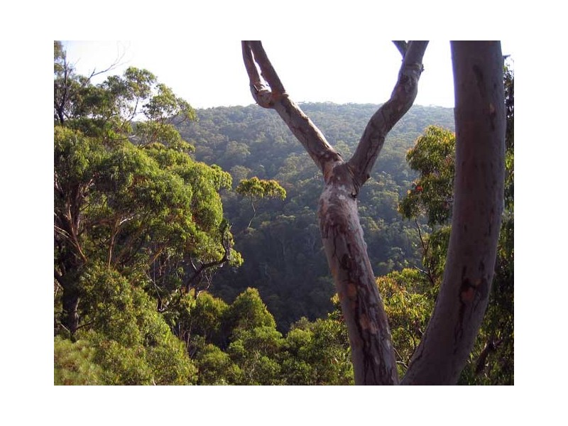 59 Genevieve Road, Bullaburra NSW 2784