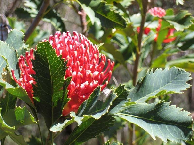 59 Genevieve Road, Bullaburra NSW 2784