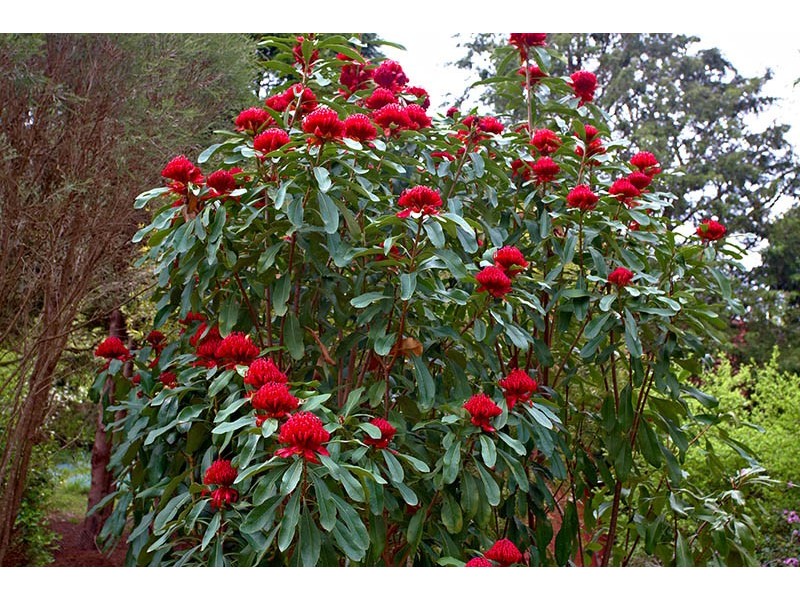 17 Marmion Road, Leura NSW 2780