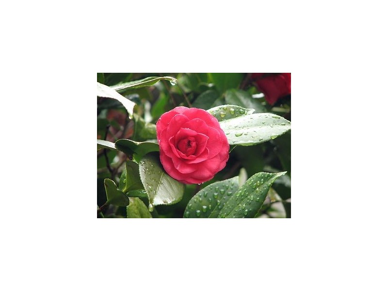 178 Wentworth Street, Blackheath NSW 2785