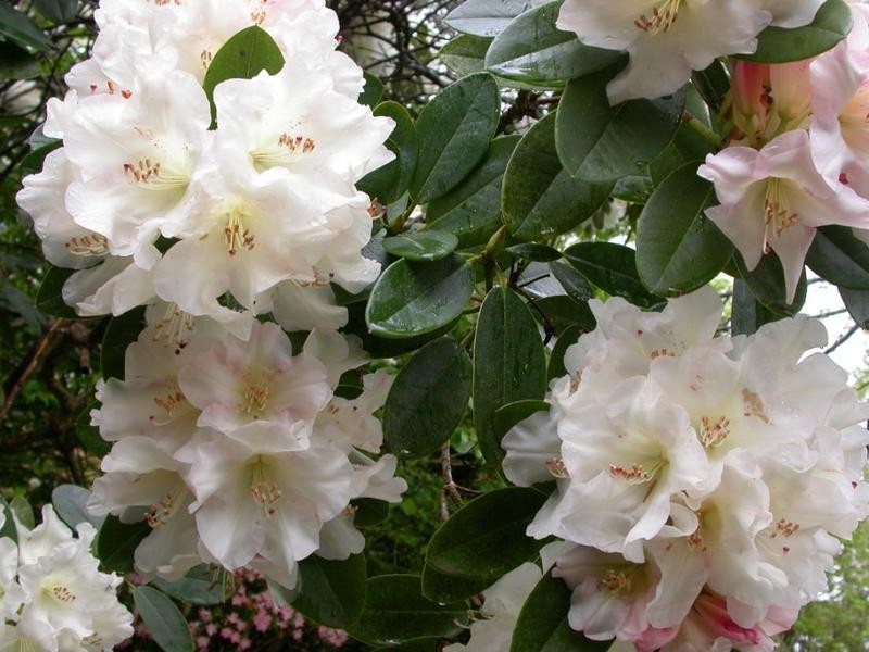 178 Wentworth Street, Blackheath NSW 2785