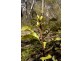 Lot 41 Valley View Road, Lithgow NSW 2790