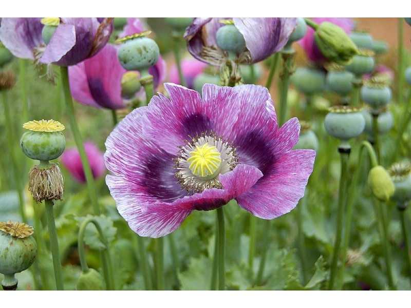 169 Hat Hill Road, Blackheath NSW 2785