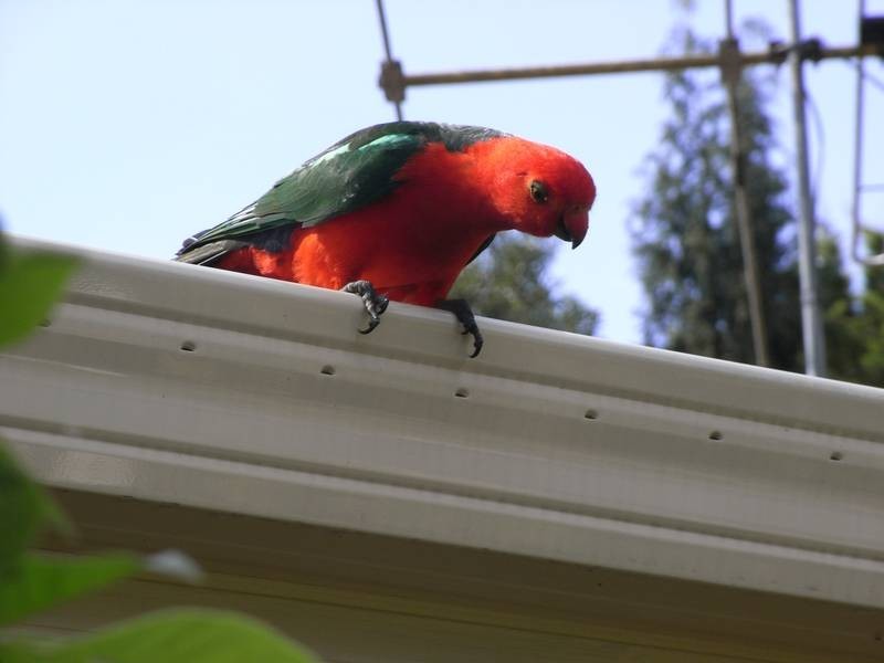 169 Hat Hill Road, Blackheath NSW 2785