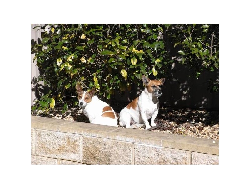 4 Sunbeam Avenue, Blackheath NSW 2785