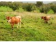 Lot 108,  Baaners Lane, Little Hartley NSW 2790