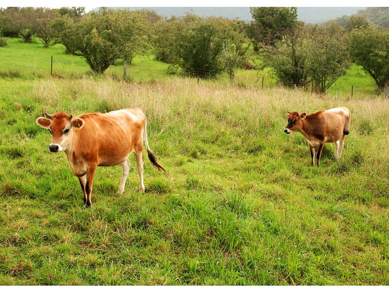 Lot 108,  Baaners Lane, Little Hartley NSW 2790