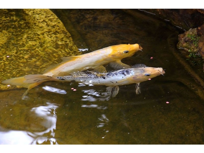 22-24 Mount York Road, Mount Victoria NSW 2786