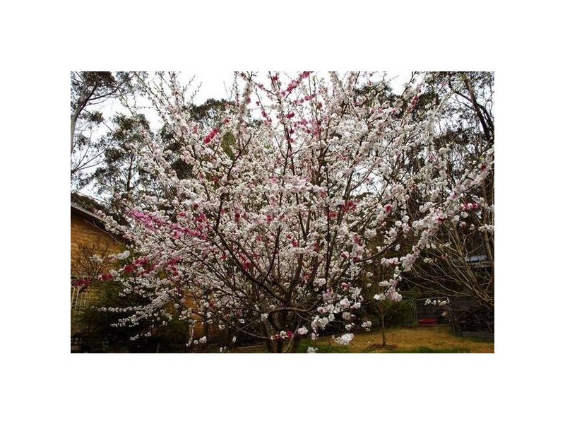 23 Blue Gum Avenue, Medlow Bath NSW 2780