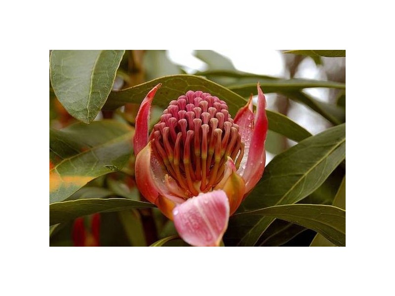 23 Blue Gum Avenue, Medlow Bath NSW 2780