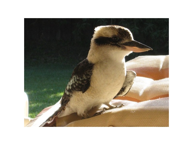 16 Haase Cres, Ormeau QLD 4208