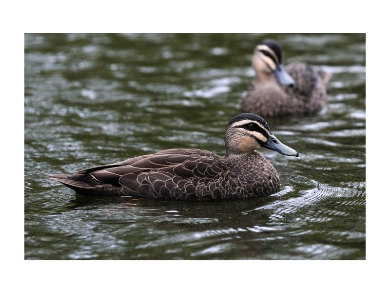 Lot 1 – 49, 0 Wollaston Road, Warrnambool VIC 3280