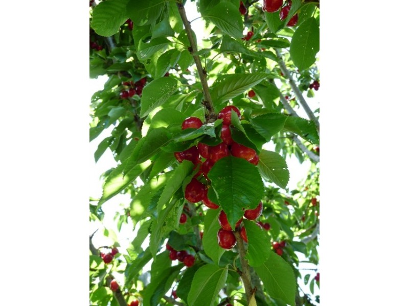 Woolsthorpe VIC 3276