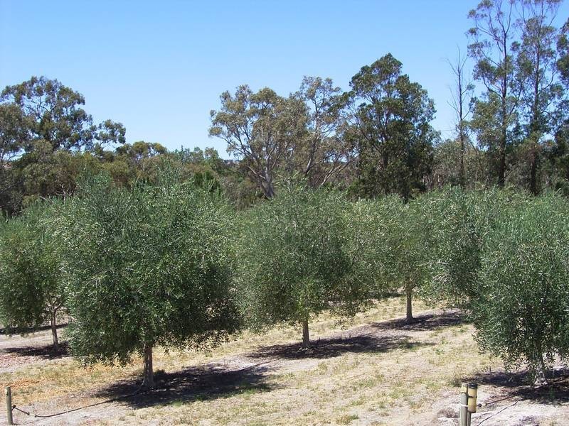 88 Blewitt Springs Road, Blewitt Springs SA 5171