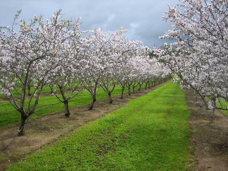 Lot 22,  Almond Grove Road, Willunga SA 5172