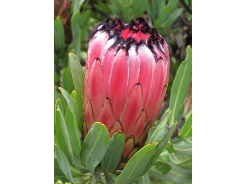 Lt 94 Bains Road, Clarendon SA 5157