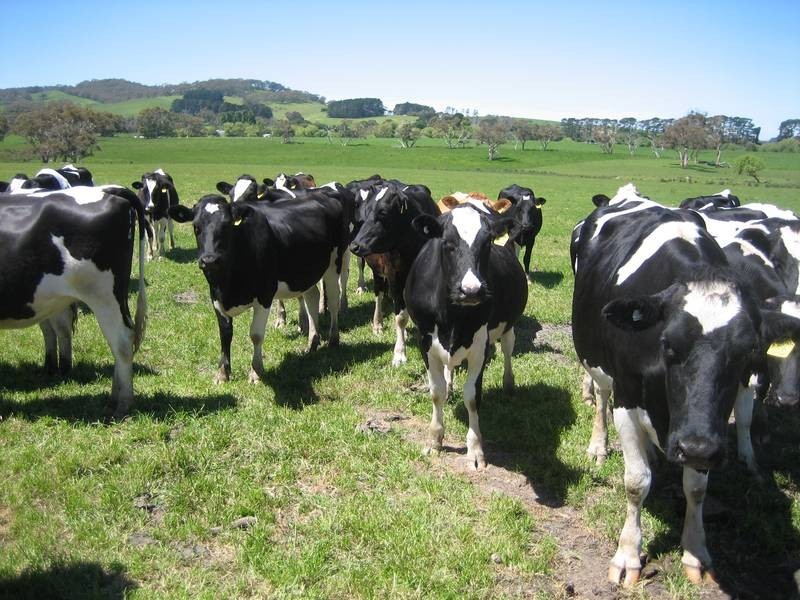 Lt 12 Hindmarsh Valley Road, Hindmarsh Tiers SA 5202