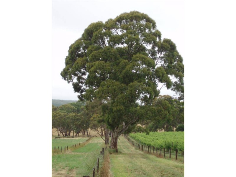 Lt 20 Pottery Road (via The Range), Mclaren Vale SA 5171