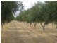 Lot 361, Hahn Road, Willunga SA 5172