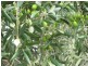 Lot 361, Hahn Road, Willunga SA 5172