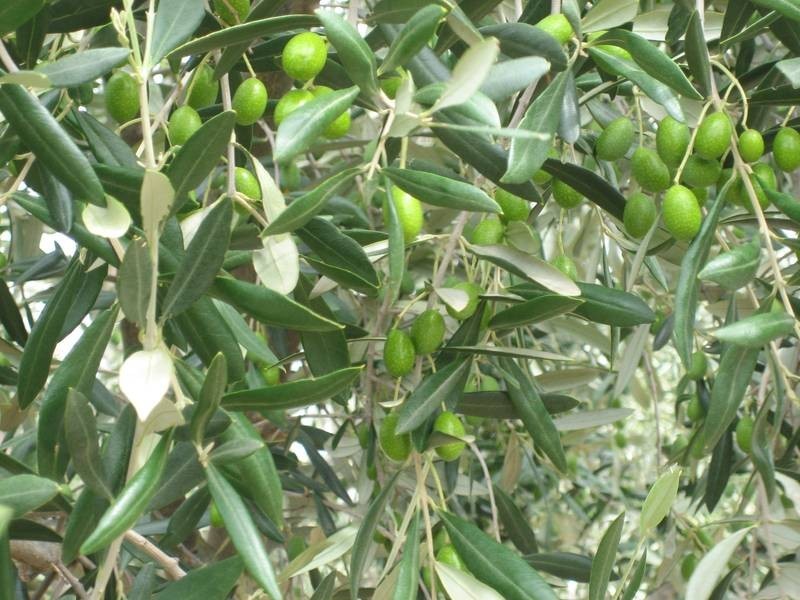 Lot 361, Hahn Road, Willunga SA 5172