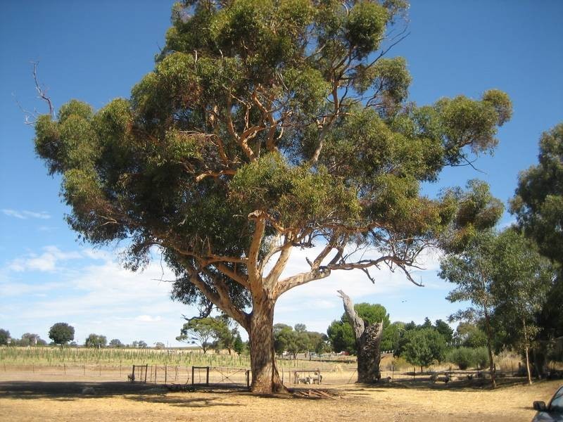 Lot 101 Stump Hill Road, Mclaren Vale SA 5171