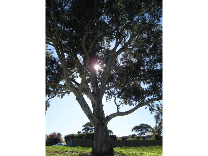 2 The Oaks Parade, Aberfoyle Park SA 5159