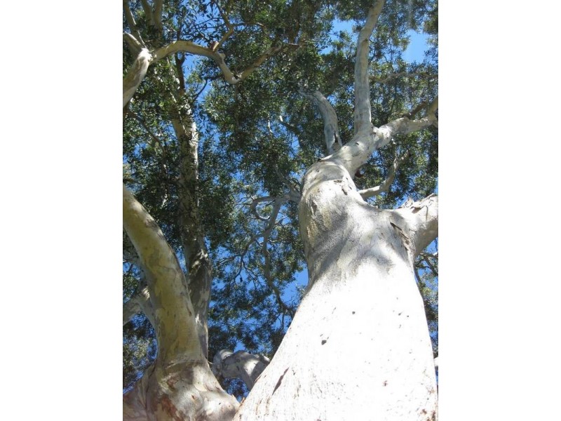 2 The Oaks Parade, Aberfoyle Park SA 5159