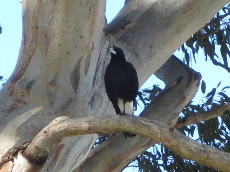 2 The Oaks Parade, Aberfoyle Park SA 5159